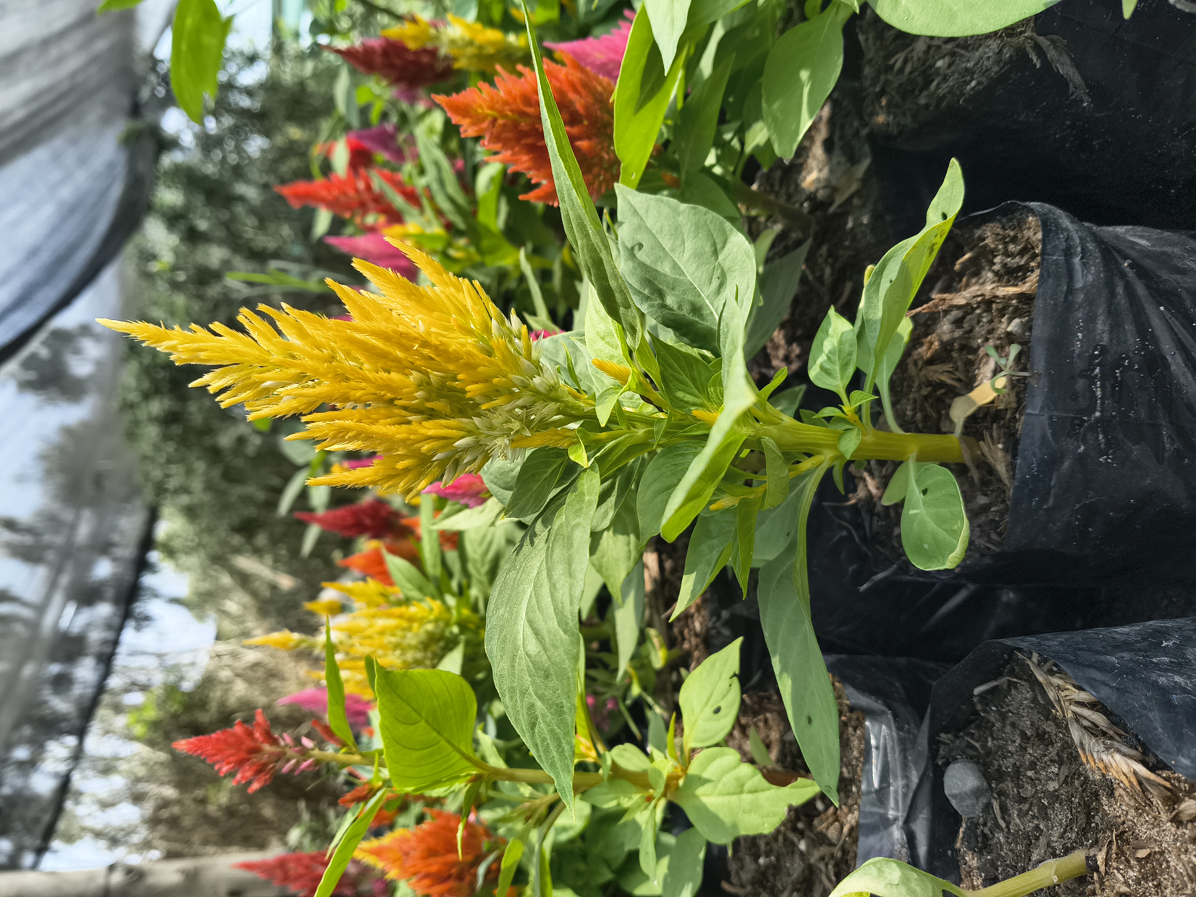PLANTAS INTERIORES